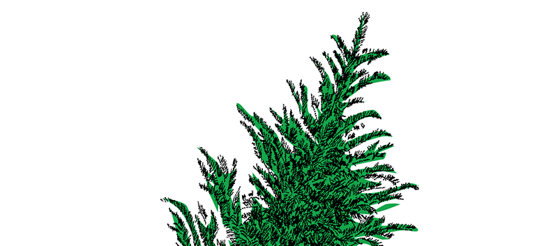 Free Christmas Tree Pickup Aspen Waste Free Christmas Tree Pickup - Free Christmas Tree Pickup Aspen Waste